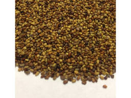 Red clover