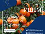 Сбор клубники в Испании - фото 2