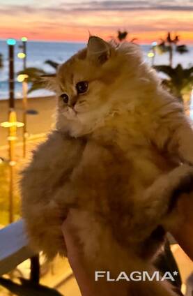 Se venden gatitos británicos de pelo largo – golden chinchilla