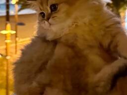 Se venden gatitos británicos de pelo largo – golden chinchilla
