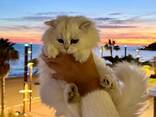 Se venden gatitos británicos de pelo largo – golden chinchilla - foto 3