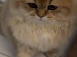 Se venden gatitos británicos de pelo largo – golden chinchilla - foto 4