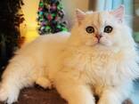 Se venden gatitos británicos de pelo largo – golden chinchilla - foto 7