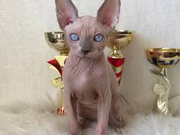 Se venden gatitos Spynx sanos