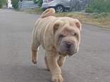 Sharpei puppy - foto 1