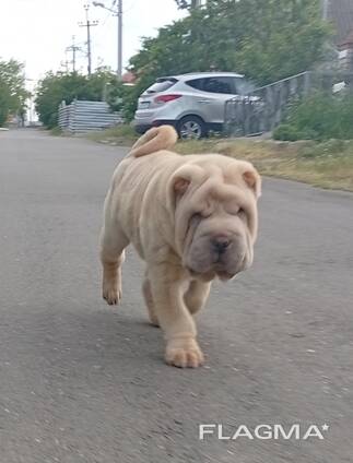 Sharpei puppy