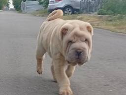Sharpei puppy