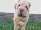 Sharpei puppy - photo 2