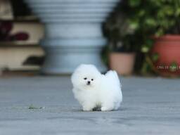 Pomeranian puppies are looking for a lovely home