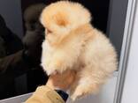 Щенки Померанского шпица - foto 1