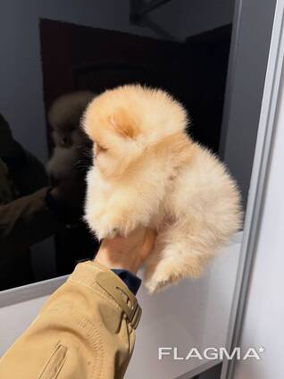 Щенки Померанского шпица