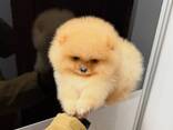 Щенки Померанского шпица - foto 2