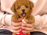 Adorable toy poodle puppies are looking for a new home - фото 2