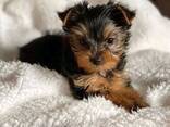 Miniature Yorkshire Terrier puppies for sale - foto 3