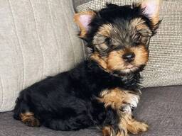 Miniature Yorkshire Terrier puppies for sale