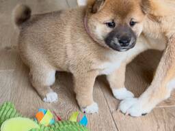 Shiba Inu puppies for sale