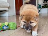 Shiba Inu puppies for sale - foto 2