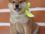 Shiba Inu puppies for sale - foto 3