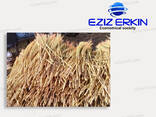 Sorghum for broom production - photo 2