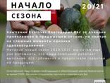 Свежие овощи от производителя. Начало сезона 2020/21 - фото 1