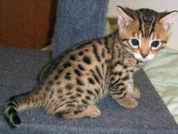 Tengo gatitos bengalíes plateados en venta.