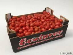 Купить томат. Productores de tomate en El Ejido, Almería.