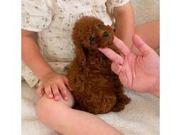 Toy Poodle Puppies