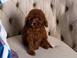 Toy Poodle Puppies - photo 3