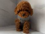 Toy Poodle puppies - фото 1