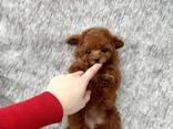 Toy Poodle puppies - фото 3