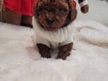 Toy Poodle puppies - photo 1