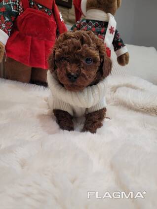Toy Poodle puppies
