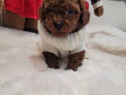 Toy Poodle puppies