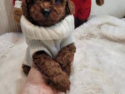 Miniature toy poodle puppies for sale, 3 months old,