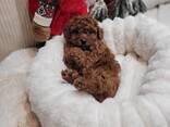 Toy Poodle puppies - foto 3
