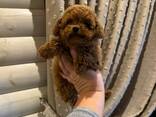 Toy Poodle puppies - photo 6