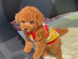 Adorable toy poodle puppies are looking for a new home