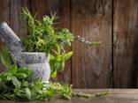 Medicinal herbs - фото 1