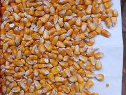 Venta de maíz forrajero 25.000 toneladas
