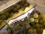 Предлагаем оптовые поставки винограда из Испании - фото 1