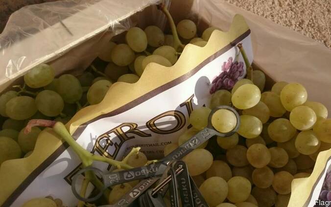 Предлагаем оптовые поставки винограда из Испании