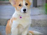 Welsh Corgi Pembroke - Hermosos Cachorros - фото 1