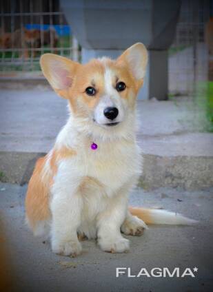 Welsh Corgi Pembroke - Hermosos Cachorros