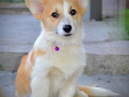 Welsh Corgi Pembroke - Hermosos Cachorros