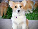 Welsh Corgi Pembroke - Hermosos Cachorros - фото 5
