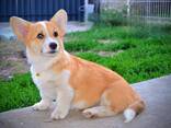 Welsh Corgi Pembroke - Hermosos Cachorros - фото 10