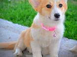 Welsh Corgi Pembroke - Hermosos Cachorros - фото 11
