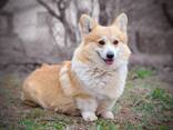 Welsh Corgi Pembroke - Hermosos Cachorros - фото 12