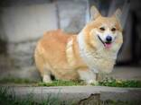 Welsh Corgi Pembroke - Hermosos Cachorros - фото 13