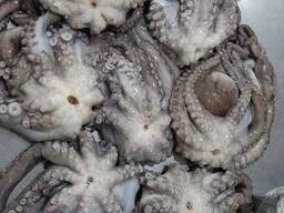 Whole Clean Octopus — Frozen